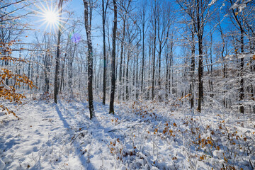 beautiful winter landscape with forest and snow on a sunny day