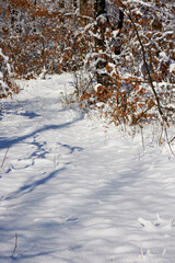 beautiful winter landscape with forest and snow on a sunny day