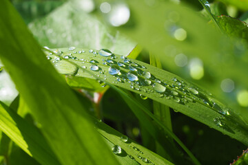 Close up of water droplets on lush green verdant leaves in forest