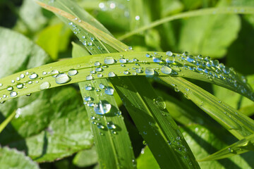 Close up of water droplets on lush green verdant leaves in forest