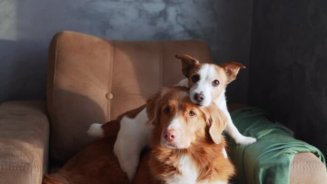A Nova Scotia Duck Tolling Retriever and a Jack Russell Terrier lounge on an armchair, exuding a relaxed vibe in a stylishly appointed room