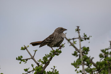 beautiful blackbird thymelia against a background of green vegetation close-up in a national park in Kenya