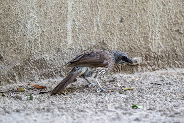 beautiful blackbird thymelia against a background of green vegetation close-up in a national park in Kenya