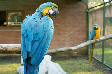 blue and yellow macaw