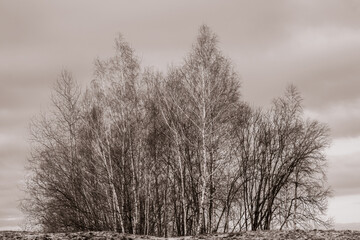 Fine Art Nature decoration - silhouettes of winter bare trees on the hill at dusk with modern sepia color gradation.