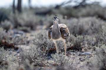beautiful Kenyan Bustard Kori against a background of green vegetation close up in a national park in Kenya