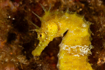 Caballito de mar (Hippocampus), una foto submarina