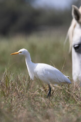 Contempla la belleza tranquila de una garza real junto al río en un parque natural. Vive la elegancia de esta grácil ave en el apacible escenario de la naturaleza.