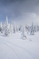Obraz premium Winter landscapes in the Czech Jeseniky Mountains. Snow and ice created fairy-tale views. The mountains look beautiful this time of year.
