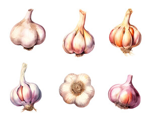 Watercolor painting of a Garlic set isolated on a white background. Cut out PNG illustration on a transparent background.