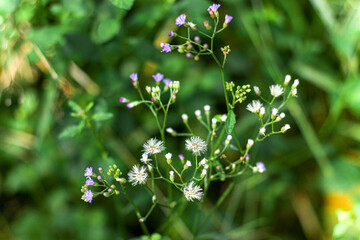 flowers in the forest
garden of  flower 
blu flower
nature