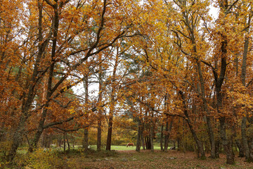 Caballo salvaje en el bosque otoñal.