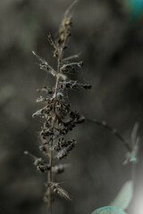 frost on the branches
 flower,
garden