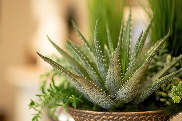 The intricate details and aesthetic beauty of an Aloe Vera plant