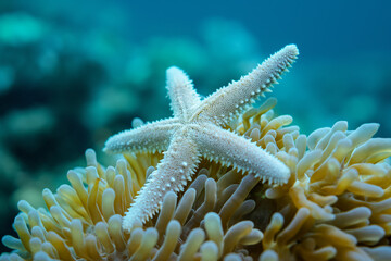 A Close-Up Shot of Colorful Starfish on Coral and Sea Anemone in Discovery Style