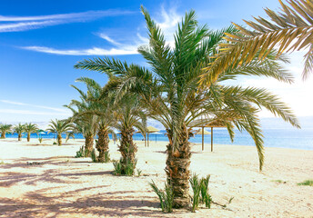 Fototapeta na wymiar summer vacation wallpaper concept beach palm bright sunny south view