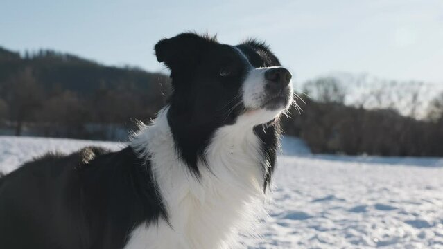 Border Collie Hund wartet auf das spielen mit seinem Spielzeug im Schnee, Winter