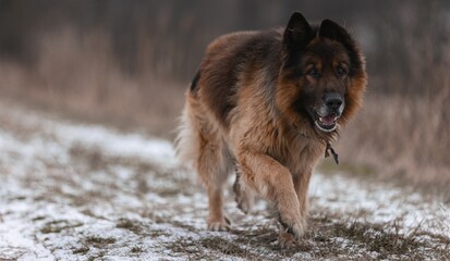 German shepherd, dog, adult shepherd running to meet, dog's look