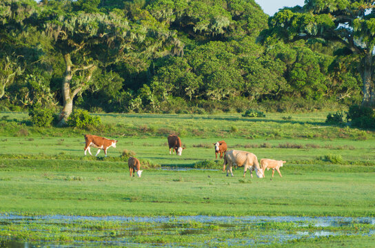 Cows inside the Taim Ecological Station, cattle in the pasture.