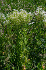 Lepidium draba creamy white inflorescence