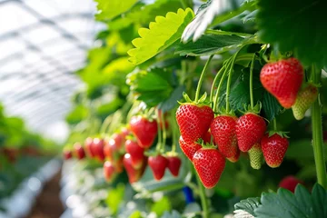 Foto op Aluminium Growing strawberry harvest and producing vegetables cultivation in greenhouse. Concept of small eco green business organic farming gardening and healthy food. © Sunny