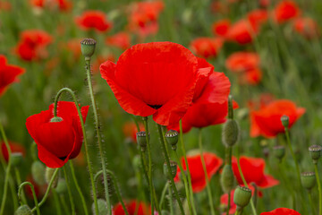 Papaver rhoeas or common poppy, red poppy is an annual herbaceous flowering plant in the poppy family, Papaveraceae, with red petals