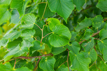 Tilia cordata leaves and fruits growing on tree branches