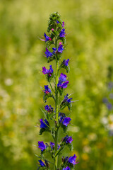 Obraz premium Viper's bugloss or blueweed Echium vulgare flowering in meadow on the natural green blue background. Macro. Selective focus. Front view
