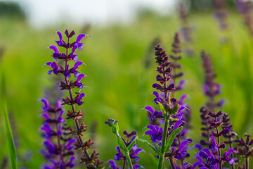 Flowers of the forest sage, Salvia nemorosa, close-up. Background of Salvia nemorosa, a salvia with...