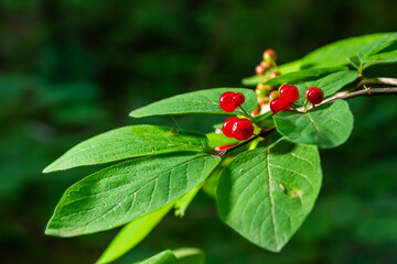 Festive Holiday Honeysuckle Branch with Red Berries Lonicera xylosteum