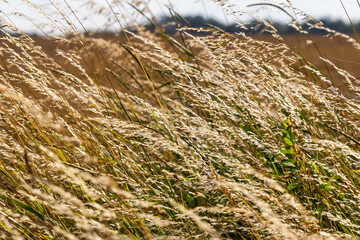 Obraz premium Meadow grass meadow with the tops of stele panicles. Poa pratensis green meadow european grass