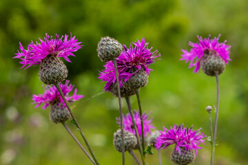 Centaurea scabiosa subsp. apiculata, Centaurea apiculata, Compositae. Wild plant shot in summer