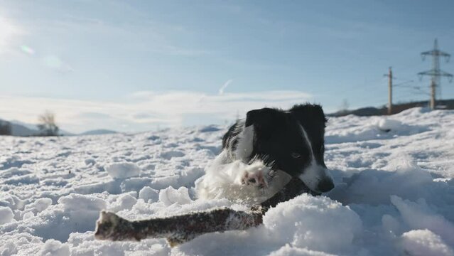 Junger Border Collie Hund spielt im Schnee mit einem Baumast, mit seinem Spielzeug an einem sonnigen Tag auf einem Feld. 