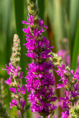 Purple loosestrife Lythrum salicaria inflorescence. Flower spike of plant in the family Lythraceae,...
