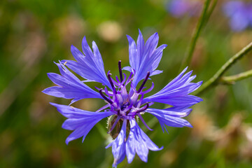the blue cornflower centaurea cyanus is an edible plant