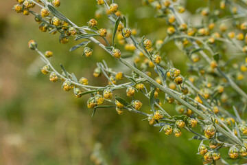 Fototapeta premium Wormwood green grey leaves with beautiful yellow flowers. Artemisia absinthium absinthium, absinthe wormwood flowering plant, closeup macro