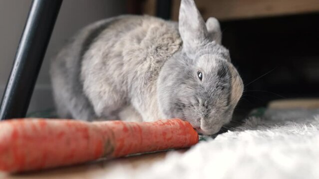 Little fluffy grey handmade rabbit eating ripe fresh carrot on the floor, close up. Hungry rabbit eating organic food. 