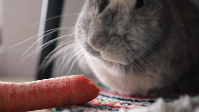 Little fluffy grey handmade rabbit eating ripe fresh carrot on the floor, close up. Hungry rabbit eating organic food. 
