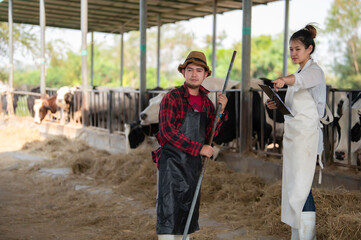 Asian farmer Work in a rural dairy farm outside the city,Young people with cow