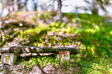 Old wooden bench in the green grass on the background of dandelions