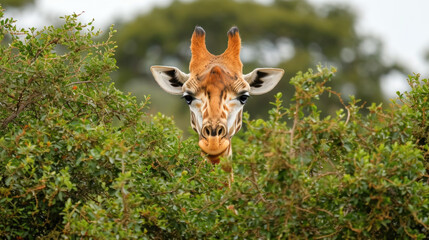 Curious Giraffe Peeking Through Greenery