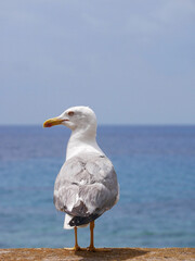 Seagull walking near the sea