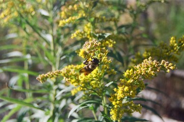 bee on yellow flower