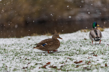 Skipton, North Yorkshire, 16th January 2024. Mandarin Ducks enjoy the snow at Bolton Abbey in the Yorkshire Dales.