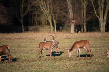 Naklejka na ściany i meble Ripon, North Yorkshire, 15th January 2024. Wild Deer roam free in Studley Royal Dear Park on a crisp January morning..