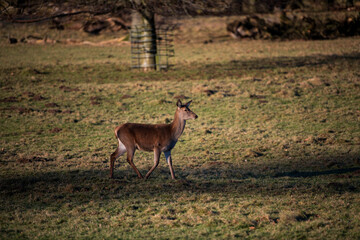 Naklejka na ściany i meble Wild Deer roam free in Studley Royal Dear Park on a crisp January morning..
