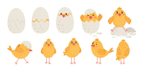 Stages of a little yellow chick hatching from an egg