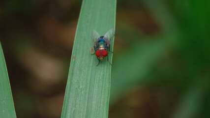 Chrysomya megacephala