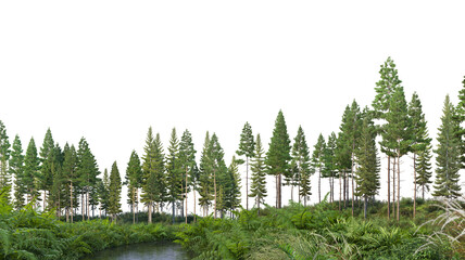 Forest with coniferous trees and many plants. © jomphon