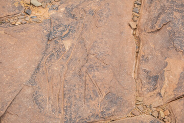 petroglifo de jirafa, yacimiento rupestre de Aït Ouazik, finales del Neolítico, Marruecos, Africa